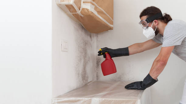 Professional Mold Inspection technician working in Holtsville, NY